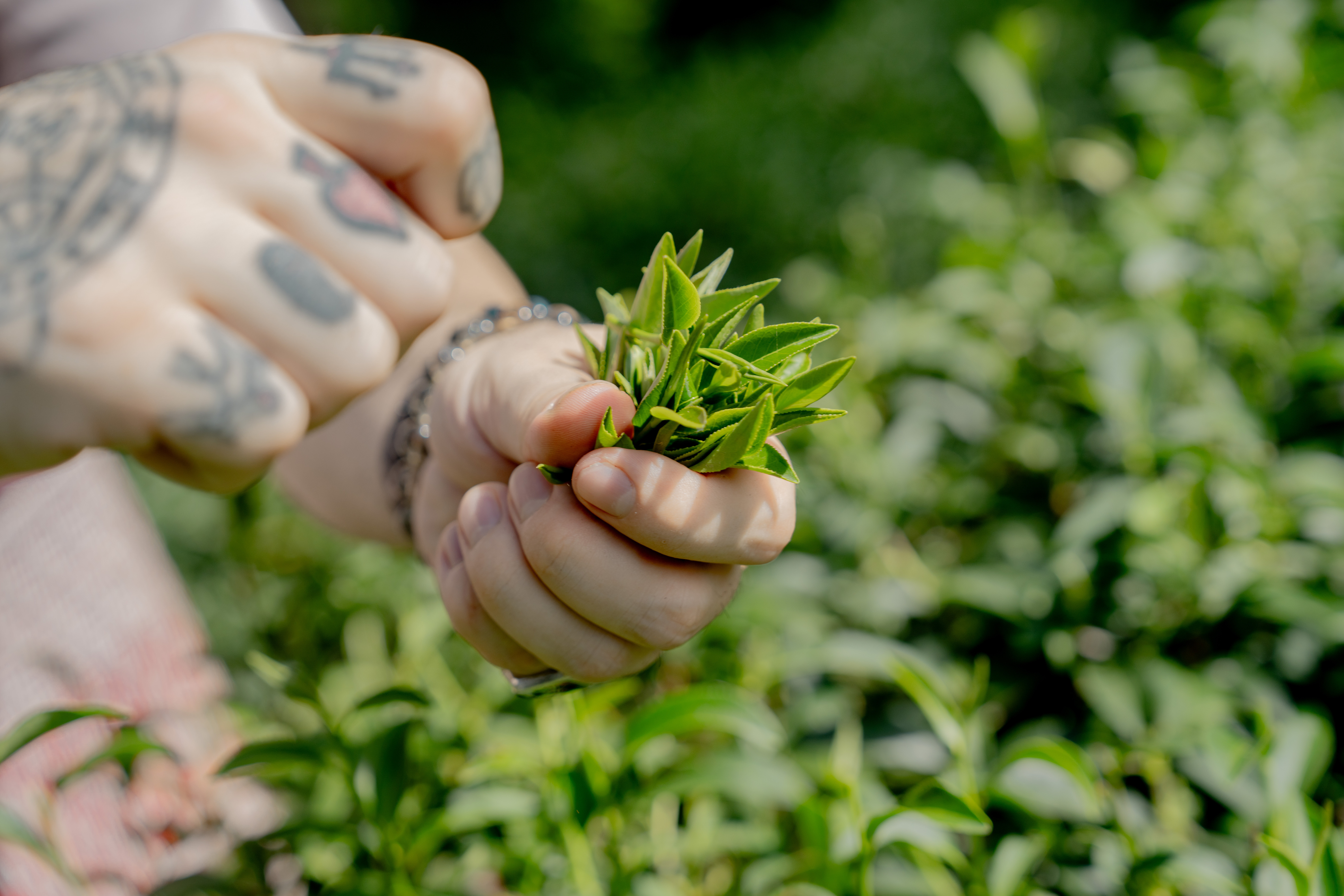 When Tea Meets Whisky: A Symbiotic Symphony of Flavors 茶酒共融 煙燻飄香